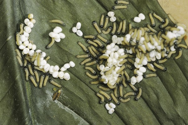Ailanthus silkmoth (Samia cynthia), eggs and freshly hatched caterpillars, occurring in Asia