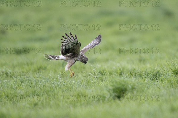 Hen harrier (Circus cyaneus), Emsland, Lower Saxony, Germany, Europe
