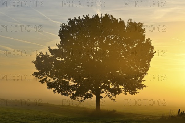 English oak (Quercus robur) in a meadow in the morning light in autumn, Lower Rhine, North Rhine-Westphalia, Germany, Europe