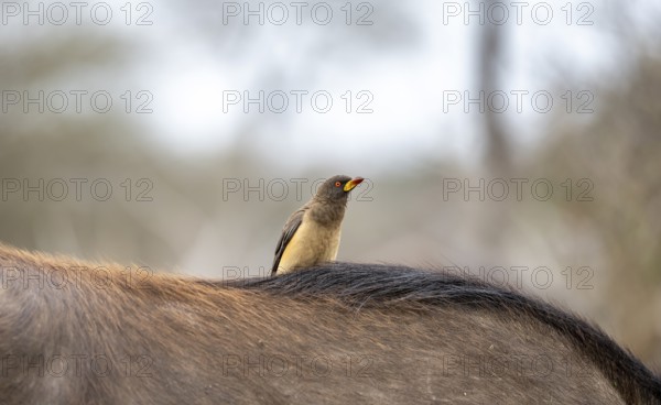 Yellow-billed oxpecker (Buphagus africanus) on the back of a african buffalo (Syncerus caffer caffer), Kruger National Park, South Africa, Africa