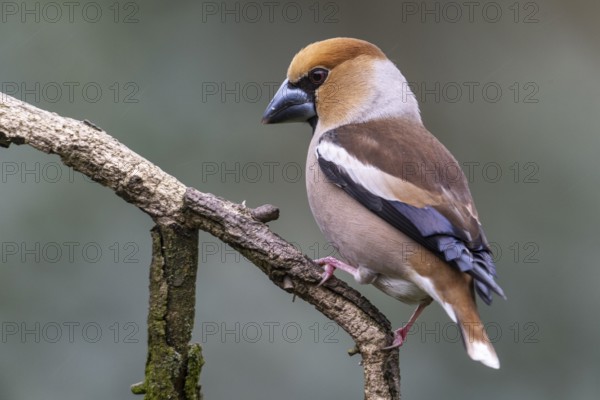 Hawfinch (Coccothraustes coccothraustes), Emsland, Lower Saxony, Germany, Europe