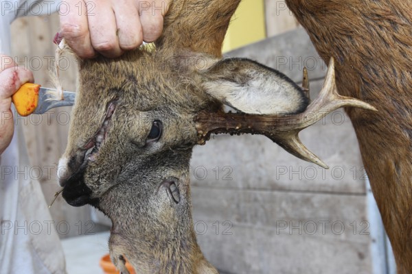 European roe deer (Capreolus capreolus) butcher, butcher processes shot roebuck, Lower Austria, Austria, Europe