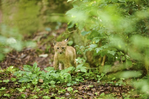 Eurasian lynx (Lynx lynx) youngster standing in a forest, Bavaria, Germany, Europe