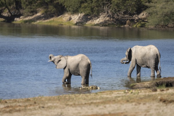 Elephant young, Loxodentra africana, is drinking behind a Nile crocodile while standing in the water at the river edge of the Chobe River. Chobe National Park, Botswana, Africa