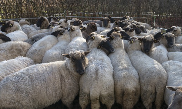 Crowded black-headed domestic sheep (Ovis gmelini aries) in a pen, Mecklenburg-Western Pomerania, Germany, Europe