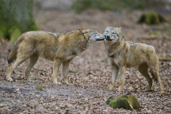 Wolf (Canis lupus), two wolves face each other in the forest, surrounded by foliage on the ground, in a peaceful atmosphere, Germany, Europe
