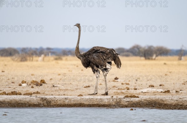 Common ostrich (Struthio camelus), adult female, at the waterhole, Nxai Pan National Park, Botswana, Africa