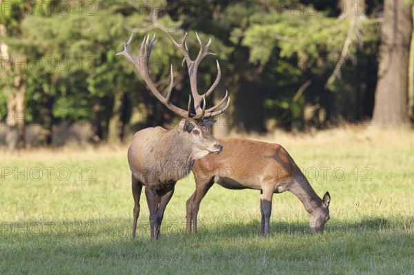 Red deer (Cervus elaphus) in rutting season, capital stag with doe in a forest clearing, wildlife, Sauerland, North Rhine-Westphalia, Germany, Europe