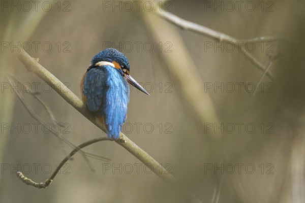 A kingfisher (Alcedo atthis) sits on a branch in its natural environment and displays its blue-orange feathers, Hesse, Germany, Europe