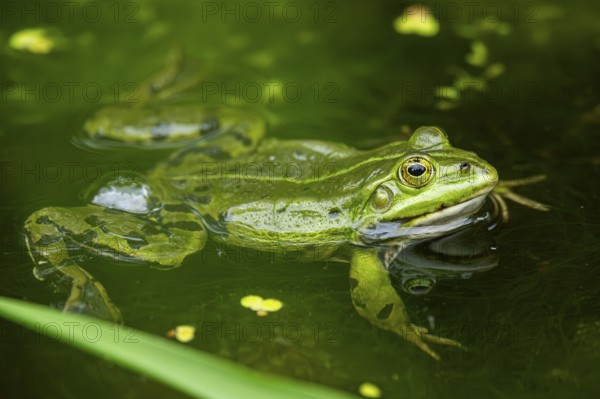 Edible frog (Pelophylax esculentus) in a little lake in the water, Bavaria, Germany, Europe