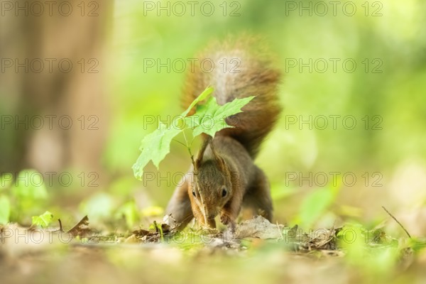 Red squirrel (Sciurus vulgaris) in a forest, Bavaria, Gernany