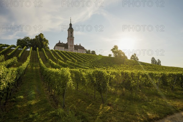 Birnau pilgrimage church and vineyards, sunrise, Uhldingen-Mühlhofen, Lake Constance, Baden-Württemberg, Germany, Europe