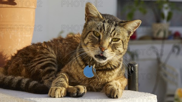 Tabby cat lying relaxed next to a terracotta pot in the sunlight, cat, Pyles, west coast, mountain village, evening light, Karpathos, Dodecanese, Greek Islands, Greece, Europe