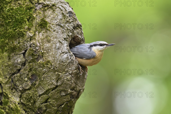 Nuthatch (Sitta europaea), looking out of its breeding den in the Neusiedler National Park, See-Seewinkel, Burgenland, Austria, Europe