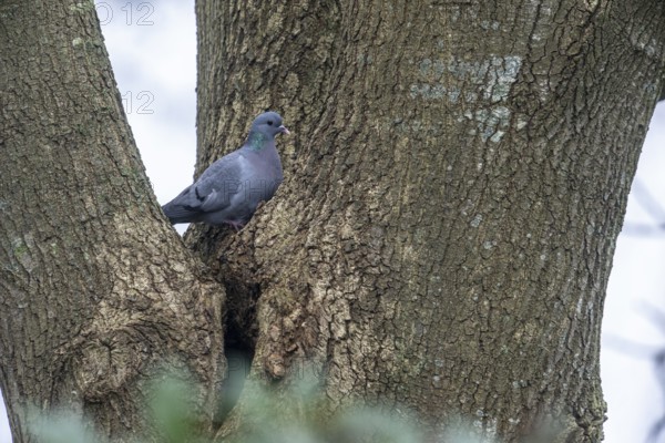Stock Dove (Columba oenas), Emsland, Lower Saxony, Germany, Europe