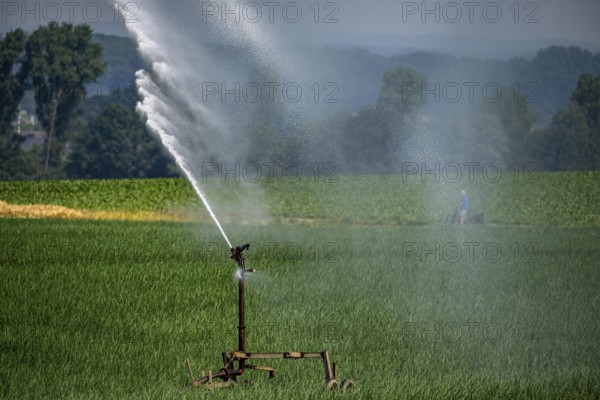 A field with onions is artificially irrigated, water is sprayed onto the field via a sprinkler system, North Rhine-Westphalia, Germany, Europe
