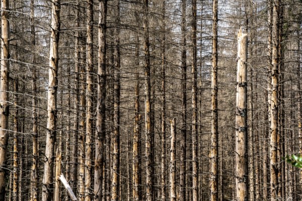 Dead spruce forest in the Eggegebirge, near Lichtenau, Paderborn district, North Rhine-Westphalia, Germany, Europe