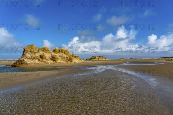 Dune landscape, sand dunes, dune grass in the west of Borkum, island, East Frisia, winter, season, autumn, Lower Saxony, Germany, Europe