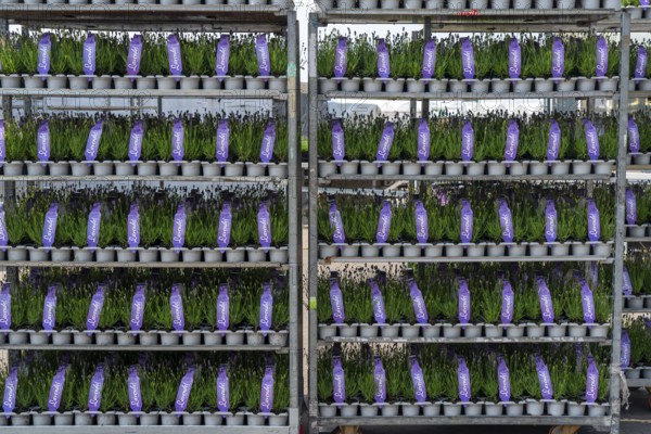Horticultural company, lavender plants, in flower pots, outdoors, are packed for transport to the customer, North Rhine-Westphalia, Germany, Europe