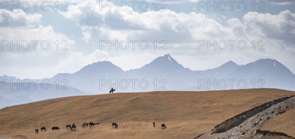 Shepherd on a horse with herd of horses, high mountain peaks behind, Burkhan Valley, Terskey Ala-Too, Tien Shan, Issyk Kul Province, Kyrgyzstan, Asia