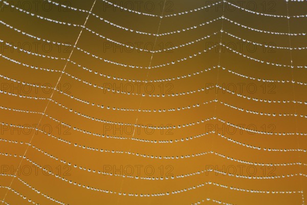 Dewdrops on a spider's web, Switzerland, Europe