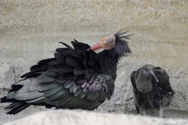 Northern Bald Ibis (Geronticus eremita) with chicks in the nest, Austria, Europe