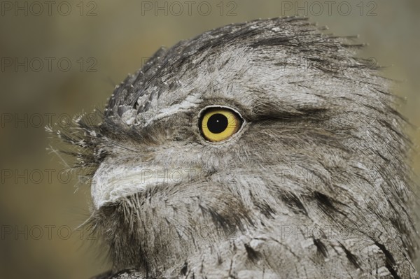 Tawny frogmouth (Podargus strigoides), portrait, captive, occurrence in Australia