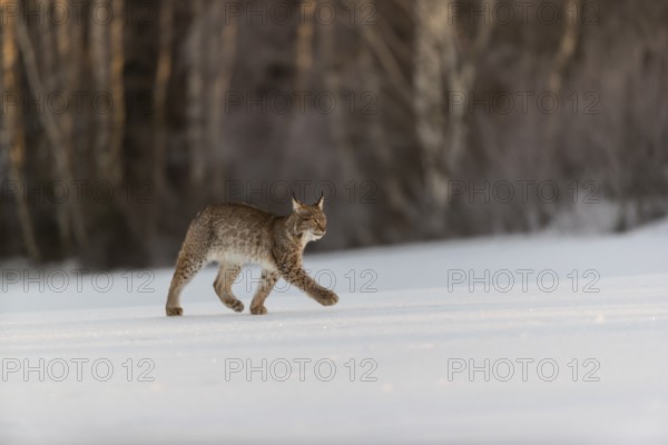 One young male Eurasian lynx, (Lynx lynx), walking over a snow covered meadow with a forest in the background in early morning light