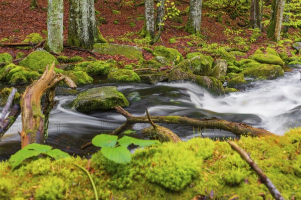 Kleine Ohe creek below Waldhaeuser village in the Bavarian Forest Nationalpark. Flowing water, little cascades, mossy stones and fresh green vegetation