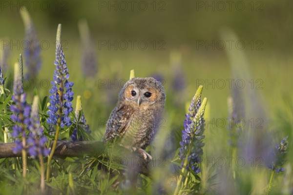 One young Ural owl (Strix uralensis) sitting on a branch lying in a field of flowering lupines in late evening light