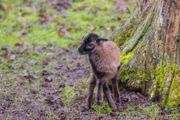 A Cameroon or Cameroon Dwarf sheep lamb, Ovis gmelini aries, standing in a forest