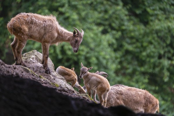 Two female Himalayan tahr (Hemitragus jemlahicus) stands on a rock with a group of young. In the background is a dense forest