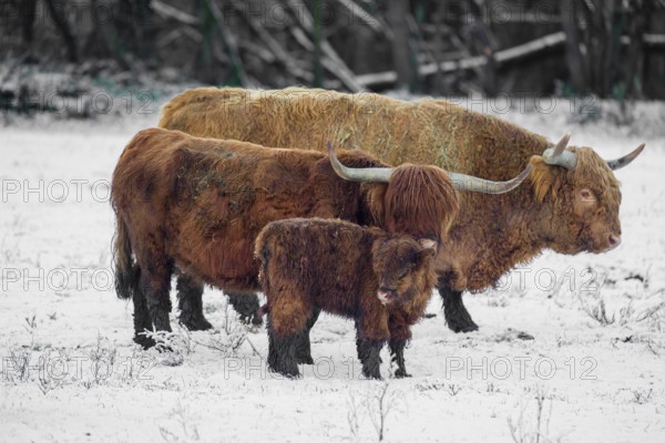 A family of Highland cattle (Bos primigenius), a bull, a cow and a calf are standing at the edge of the forest on a snow-covered pasture