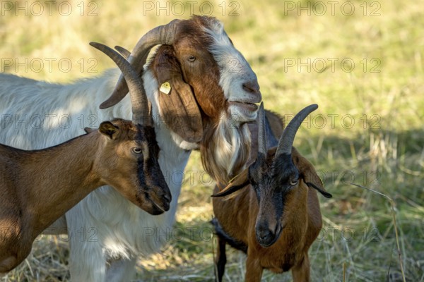 Goats (Capra), Boer goats, goats courting buck with long beard, scent, pasture with dry grass, summit mountain Hoherodskopf, Tertiary volcano, Schotten, Vogelsberg Volcanic Region nature park Park, Hesse, Germany, Europe