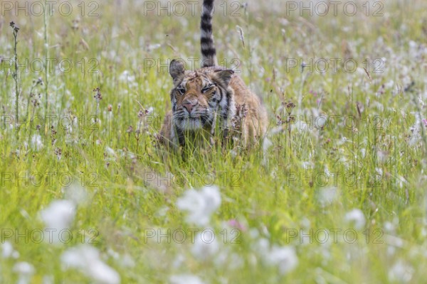 One young female Siberian Tiger, Panthera tigris altaica, running thru tall fresh cottongrass. Early morning light