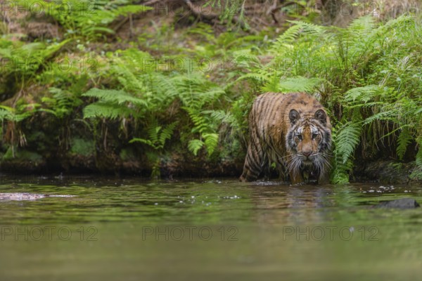 One young female Siberian Tiger, Panthera tigris altaica, walking thru the cool fresh water of a creek deep in a forest