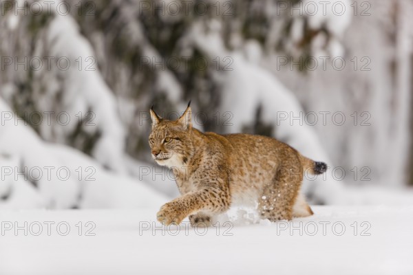 One young male Eurasian lynx, (Lynx lynx), walking over a deep snow covered meadow with a forest in the background