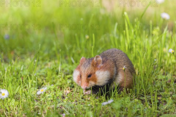 A European hamster (Cricetus cricetus), Eurasian hamster, black-bellied hamster or common hamster, collects herbs, grass and daisies on a meadow