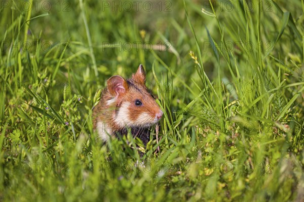 A European hamster (Cricetus cricetus), Eurasian hamster, black-bellied hamster or common hamster, collects herbs, grass and daisies on a meadow
