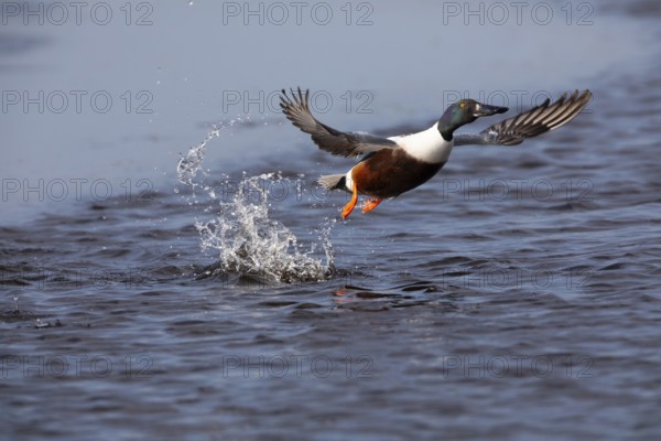 Northern Shoveler (Anas clypeata), male duck taking off in flight from lake, in display flight, island of Texel, Holland
