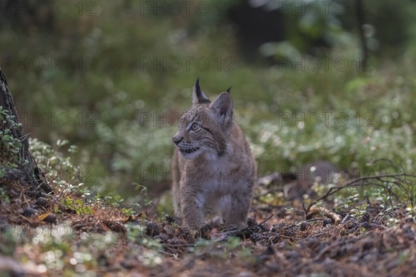 One young Eurasian lynx, (Lynx lynx), walking thru a forest. Green vegetation around him