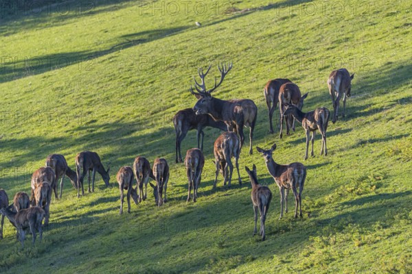 A herd of red deer (Cervus elaphus) standing on a meadow