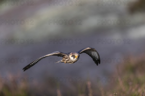 One female red-footed falcon (Falco vespertinus) flying at the edge of a forest. Green vegetation in the background