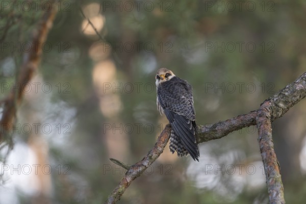 One female red-footed falcon (Falco vespertinus) sitting on a twig of a tree in a forest. Green vegetation in the background