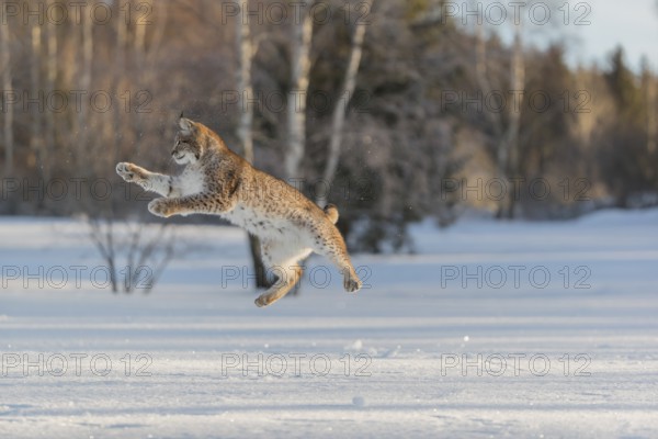 One young male Eurasian lynx, (Lynx lynx), jumping on a snow covered meadow with a forest in the background in early morning light