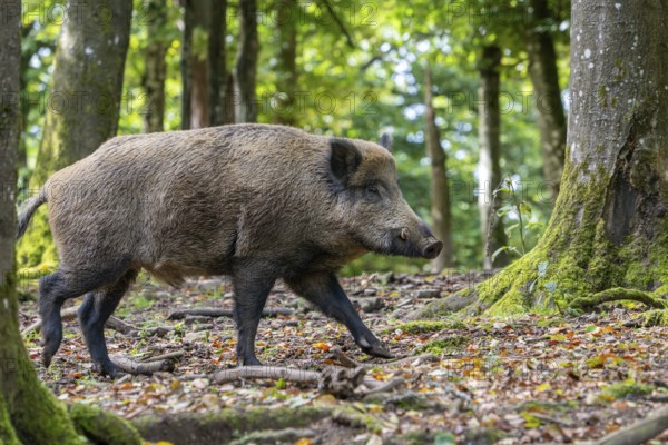 Wild boar (Sus scrofa), boar, Vulkaneifel, Rhineland-Palatinate, Germany, Europe