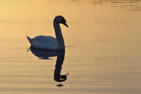 Mute swan (Cygnus olor), at sunset, subsidence area, Bottrop, Ruhr area, North Rhine-Westphalia, Germany, Europe