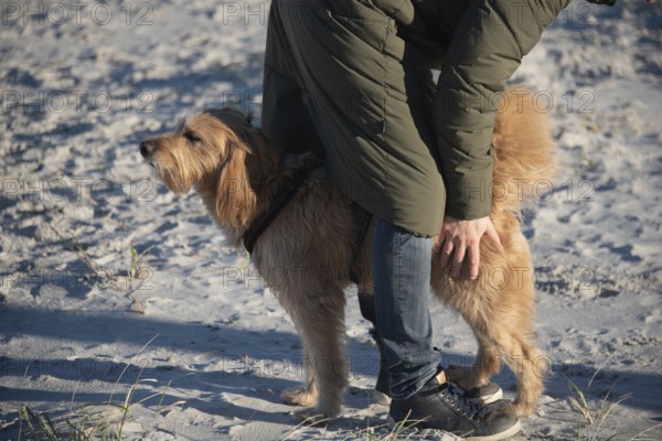 Dog and person walking on a sandy beach, Prerow, Mecklenburg-Vorpommern, Germany, Europe
