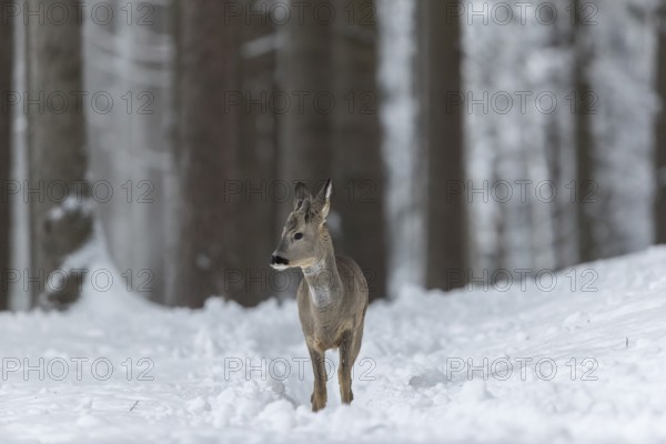 One young male Roe Deer, Roe buck (Capreolus capreolus), walking through a forest in deep snow. Trees in the background