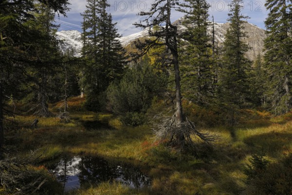 View of an autumnal virgin forest with small ponds, dead trees and heather. Hohe Tauern NP, Kolm Saigurn valley head, Rauris Valley, Austria, Europe